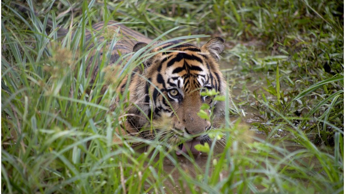 india rezervatii tigrii covid