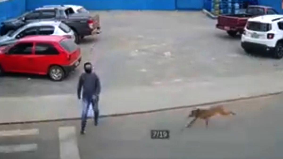 tanar lovit trecere pietoni caine alerga masina strada