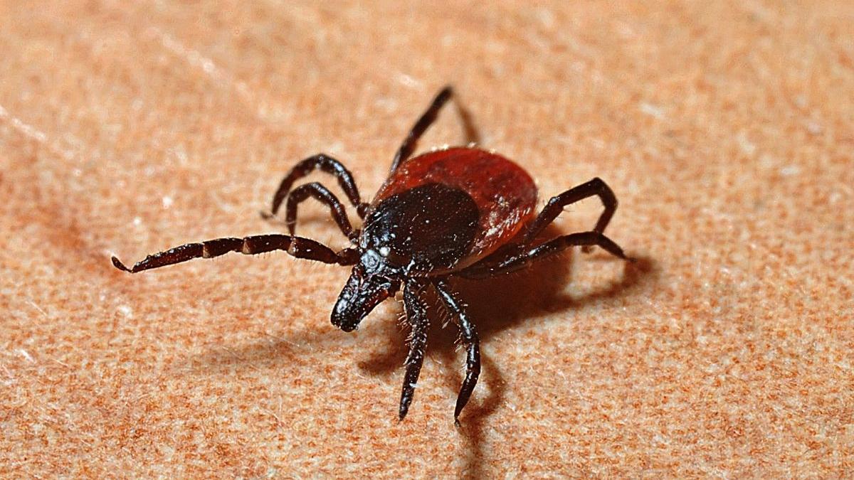 capuse scoase 24 de ore adrian marinescu