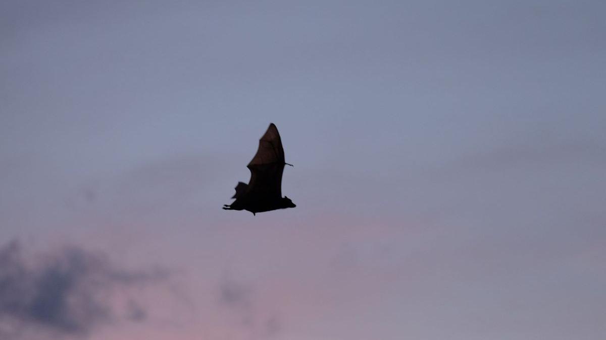 china lilieci potcoava covid sars ebola weifeng shi anthony fauci