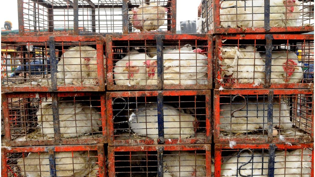 parlament european cresterea animale custi