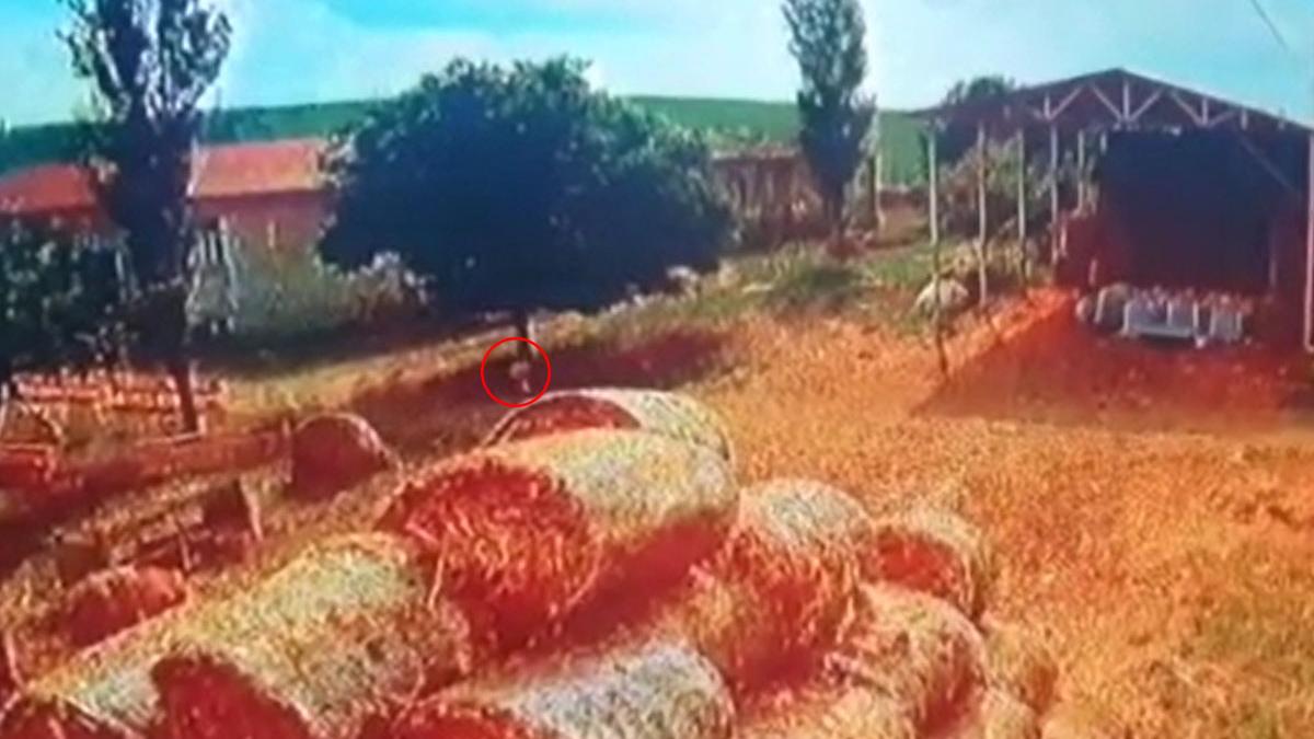 imagini fetita disparuta constta ucisa animale salbatice camp