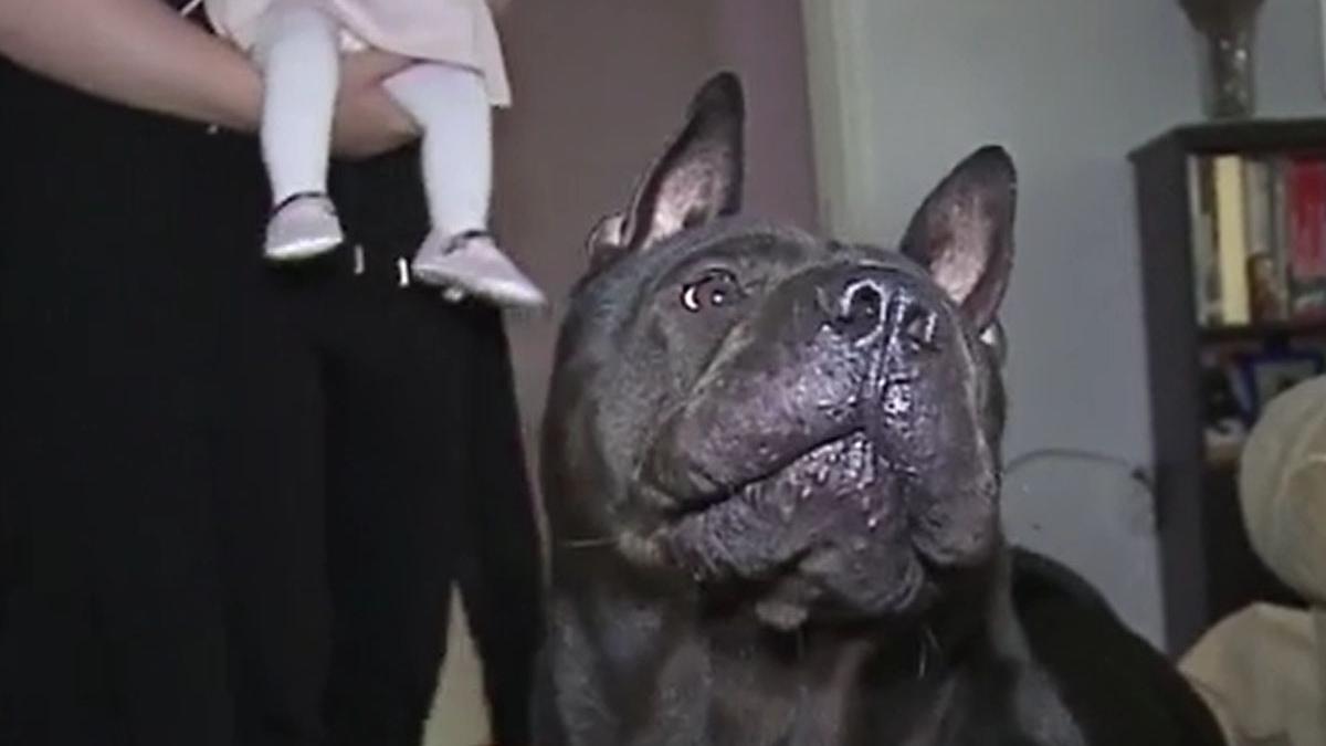 prietenie speciala intre un caine si o fetita de doua luni ce spun specialistii