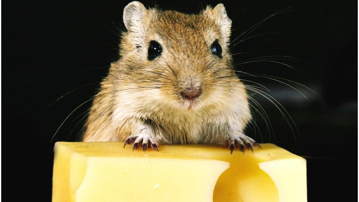 speranta viata prelungita soareci laborator