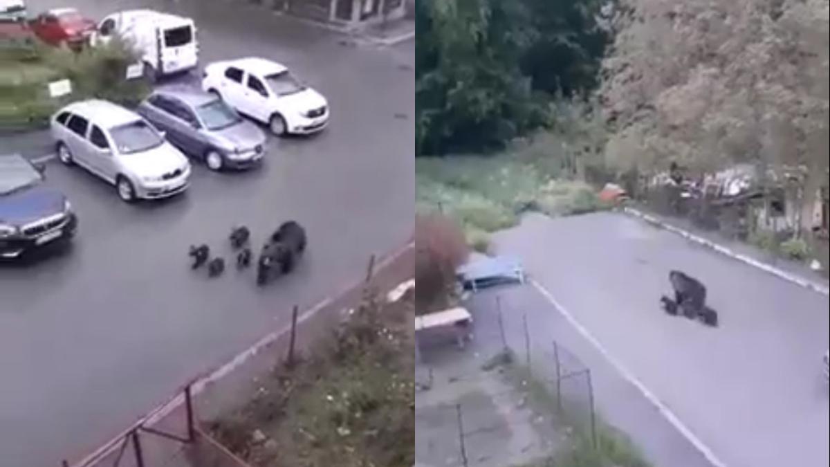 ursoaica patru pui surprinsi plimbare strazi busteni