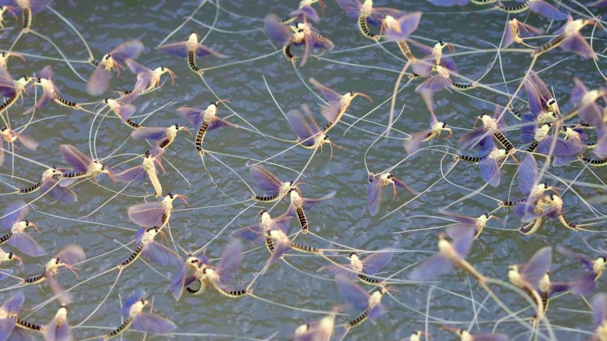 efemeride rusalii delta dunarii