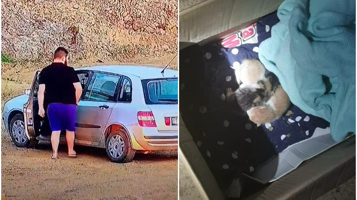 tanar amendat abandonat pui pisica camp