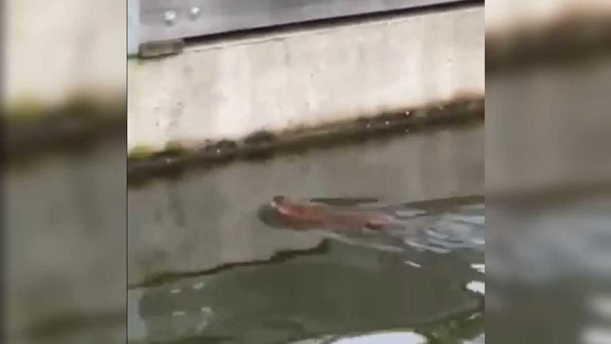 guvernare usr pnl bucuresti sobolani inoata lacuri gunoaie