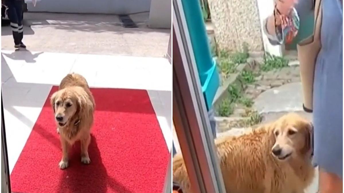 imagini virale caine mers stapana salvare spital