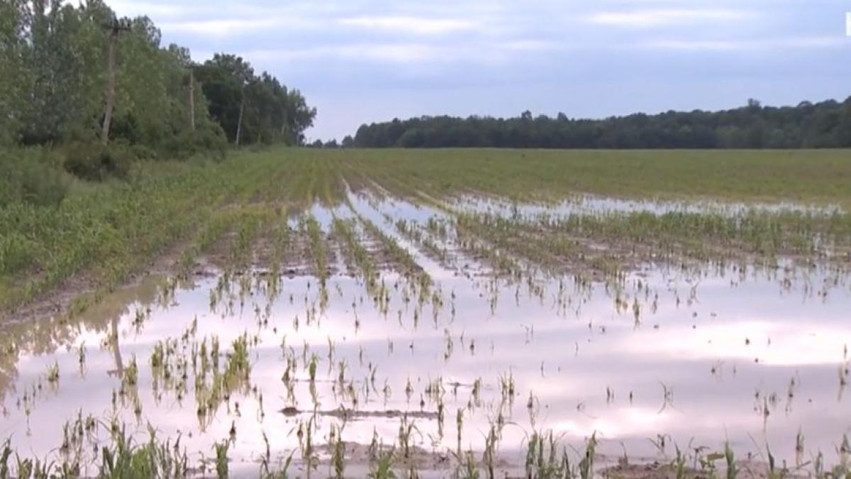 fenomenele meteo extreme scumpesc mancarea alimente