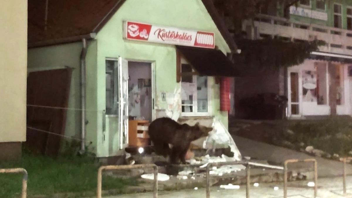 urs devastat magazin baile tusnad primarie