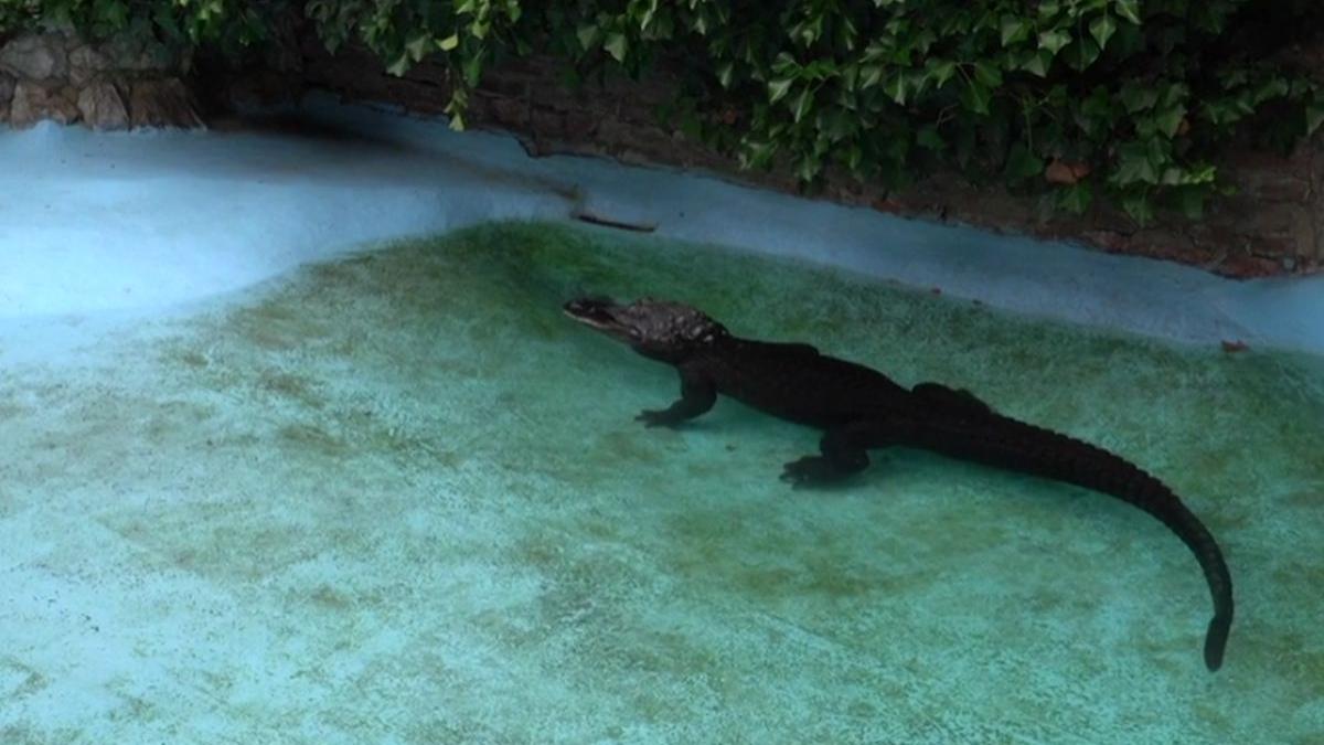 muja aligator belgrad