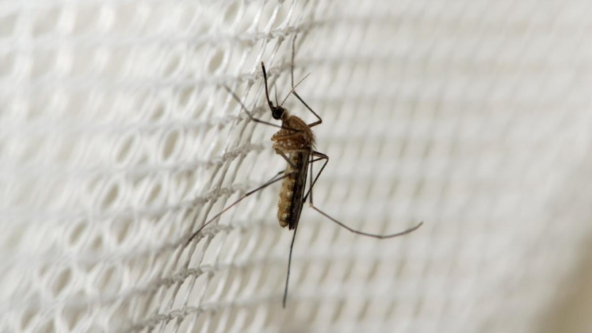 invazia sobolanilor bucuresti amenintat tantari autoritati