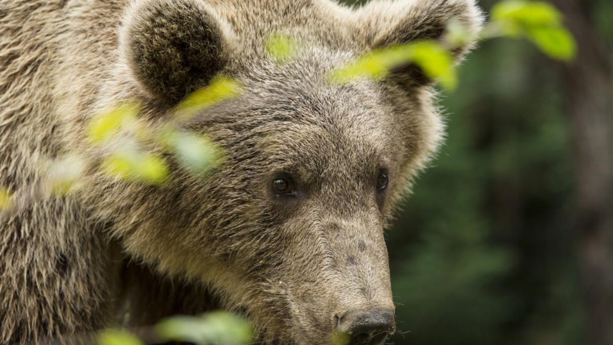 ministrul mediului anunta proiect lege primarii contracte asociatii vanatoare rezolvare atacuri ursi