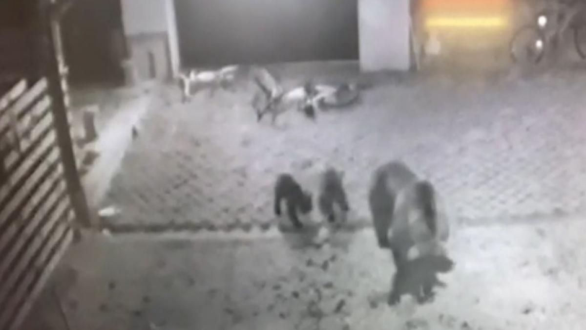 primar ursoaica garaj harghita copii mici in casa