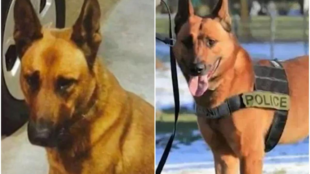 caine politist impuscat datorie inmormantat erou