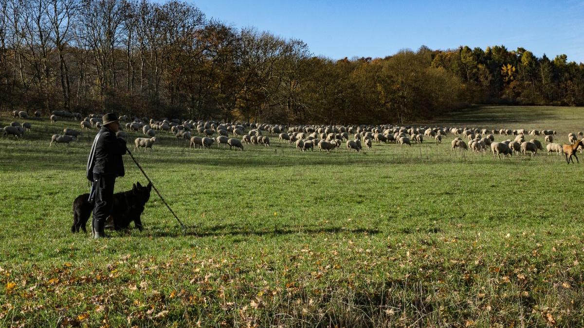 cioban botosani batut concubina omorat