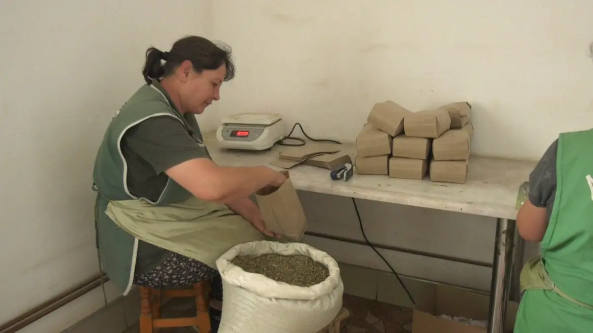 terapeut combinatii plante boala apuseni