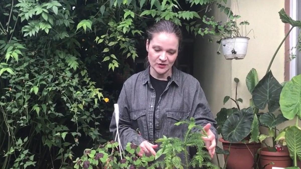 plante la ghiveci care aduc iubirea si intelegerea in casa