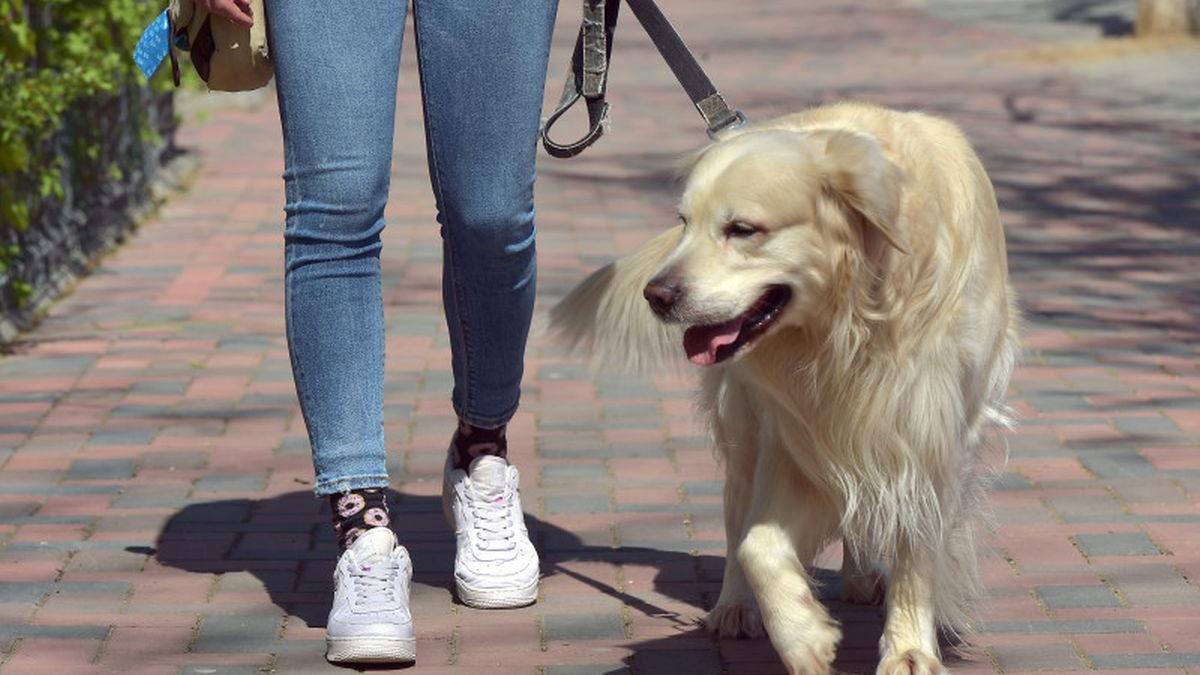autoritati satu mare canicula interzis plimbare animale companie