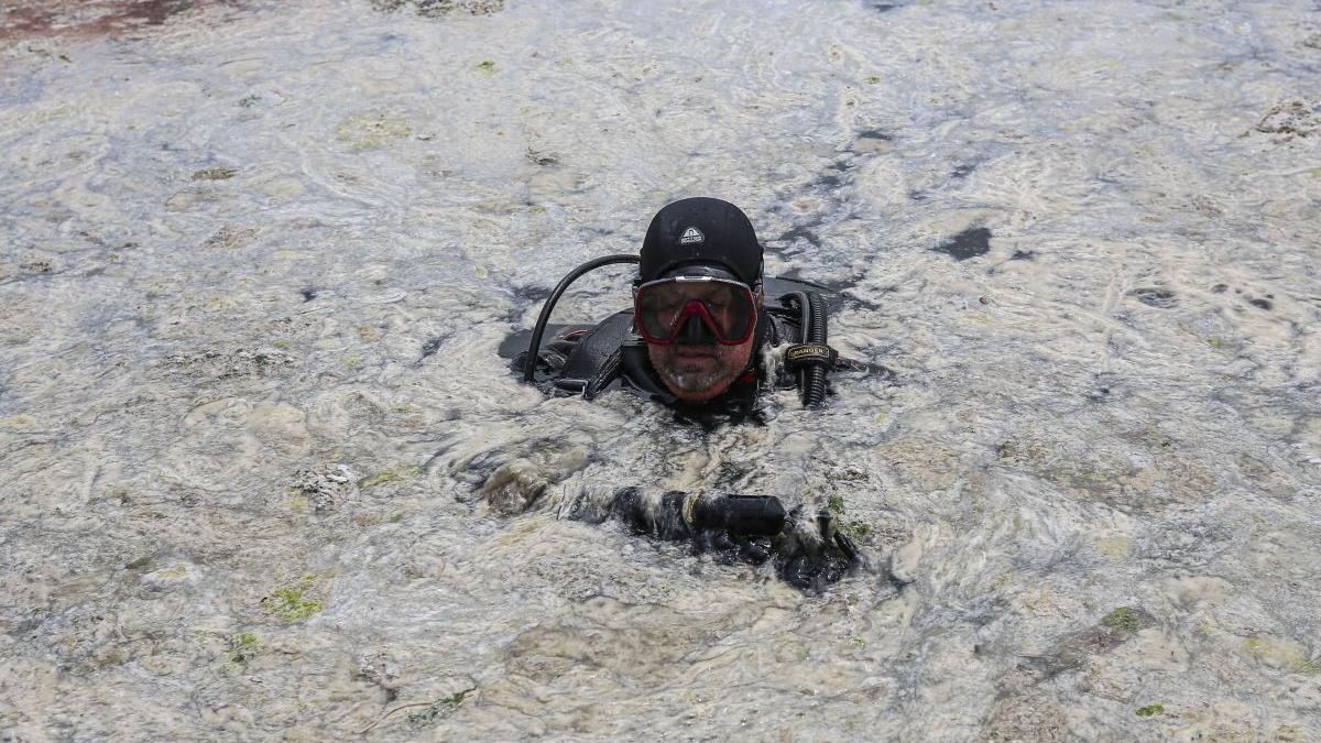 turcia oxigen marea marmara mucus marin pericol flora fauna