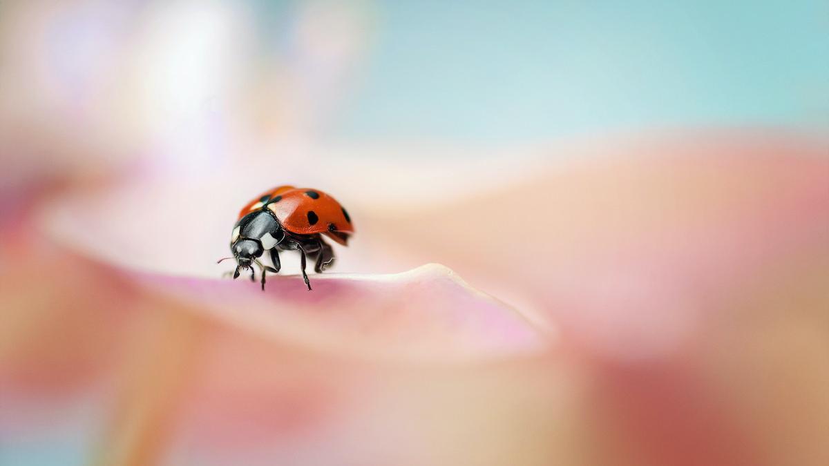 invazie gargarite mamaia turisti disperati