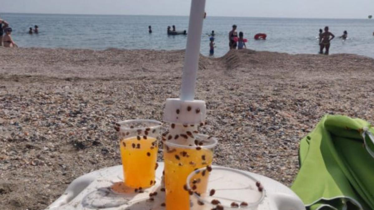 cum explica specialistii invazia de buburuze pe litoralul marii negre