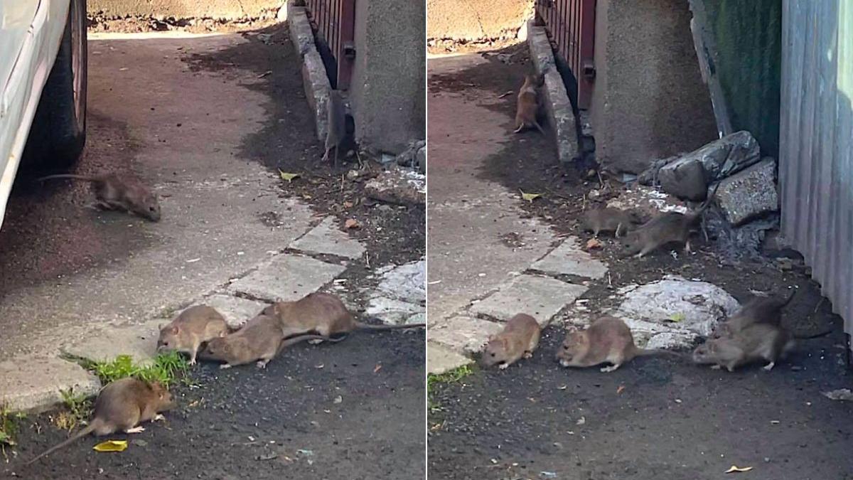 invazie sobolani cluj napoca