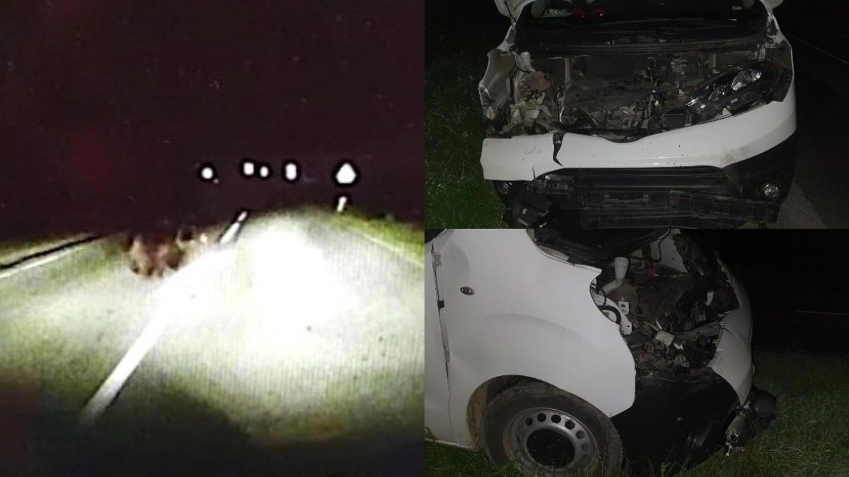 masina facuta praf sofer lovit urs