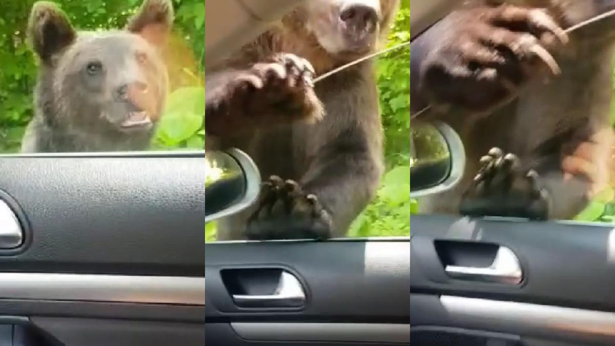 un urs a vrut sa intre in masina turistului care il hranea