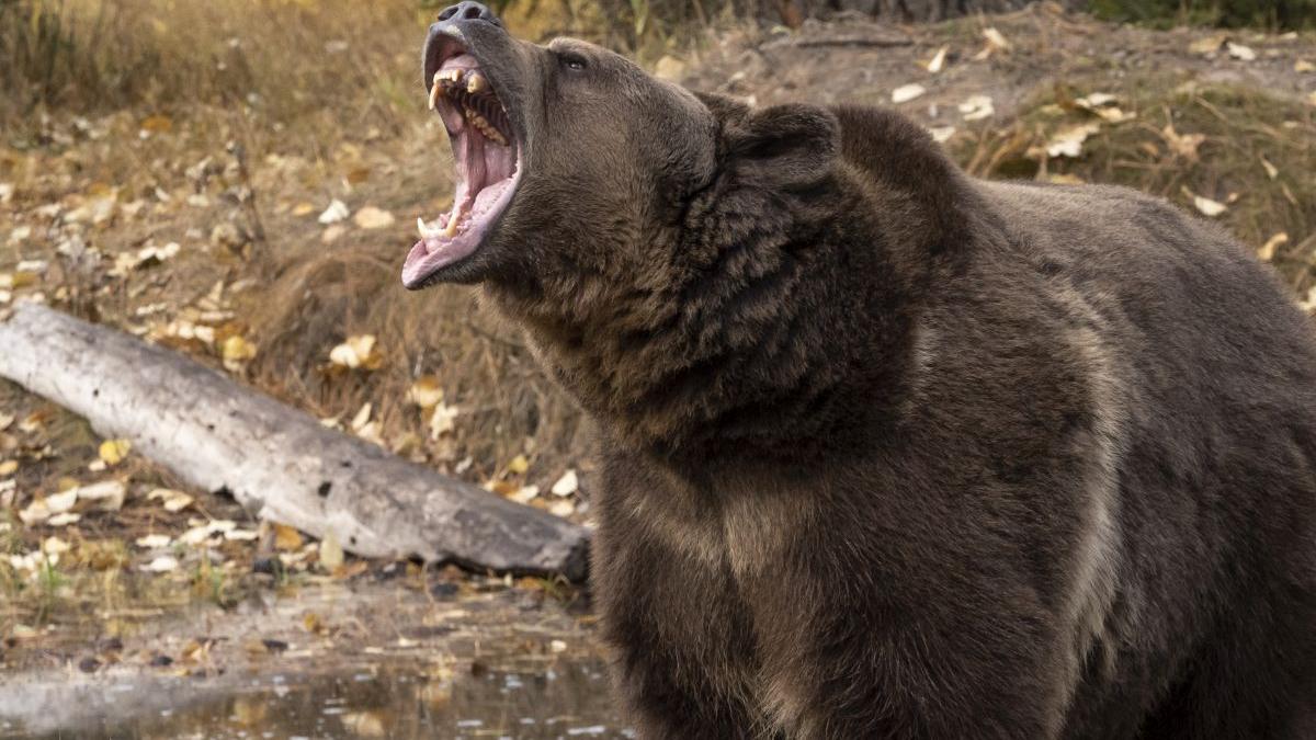 adolescenta atacata de urs parc central sinaia