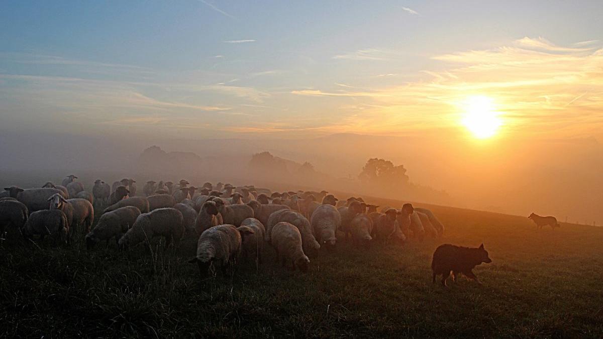 cioban judetul cluj pazit caini moarte