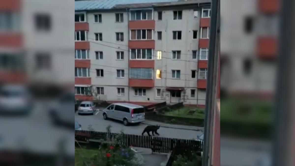 locatari in pericol un urs pe plimba nestingherit prinre blocuri la busteni