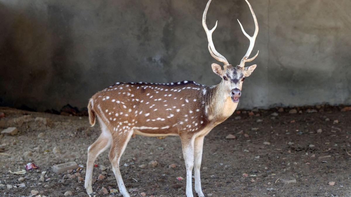 sydney cerb nudisti carantina covid