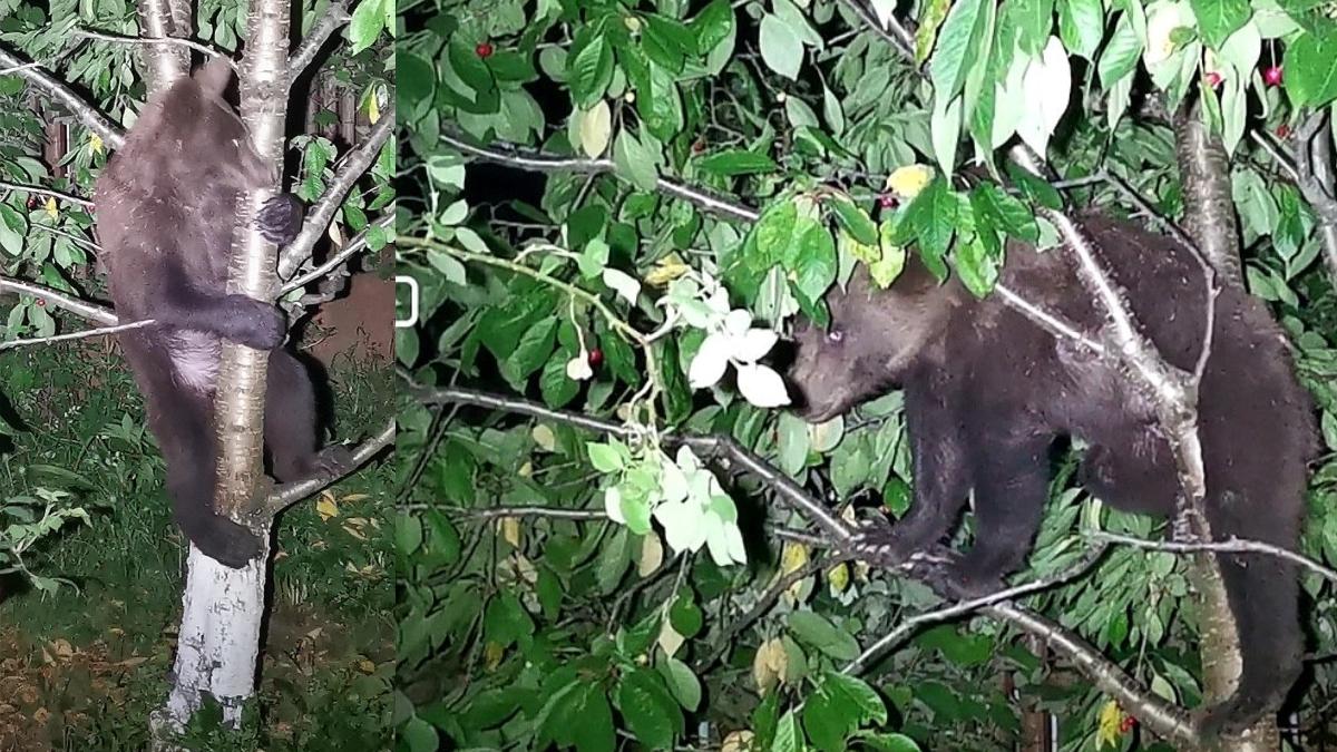 autoritatile chemate sa dea jos un urs din cires aflat in curtea unei femei au lasat animalul acolo
