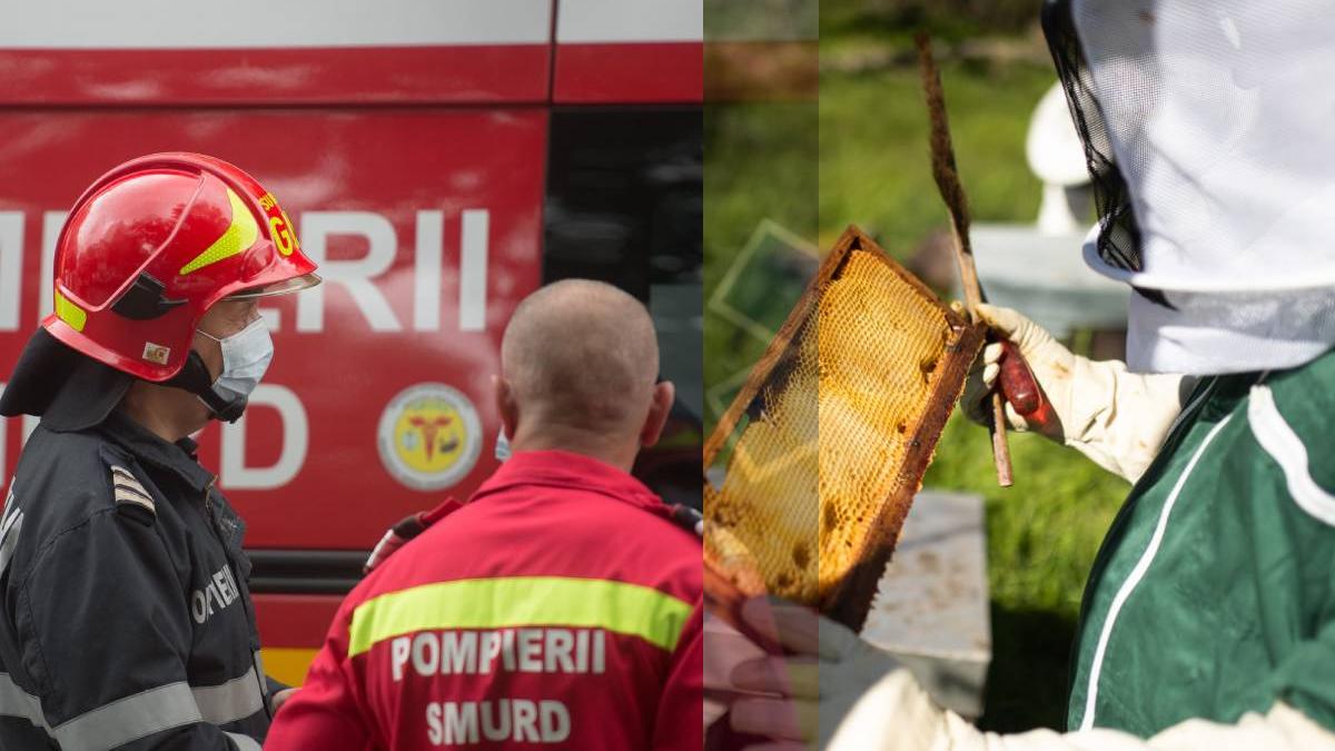 erou munca apicultor timpul liber povestea pompierului pasionat de apicultura