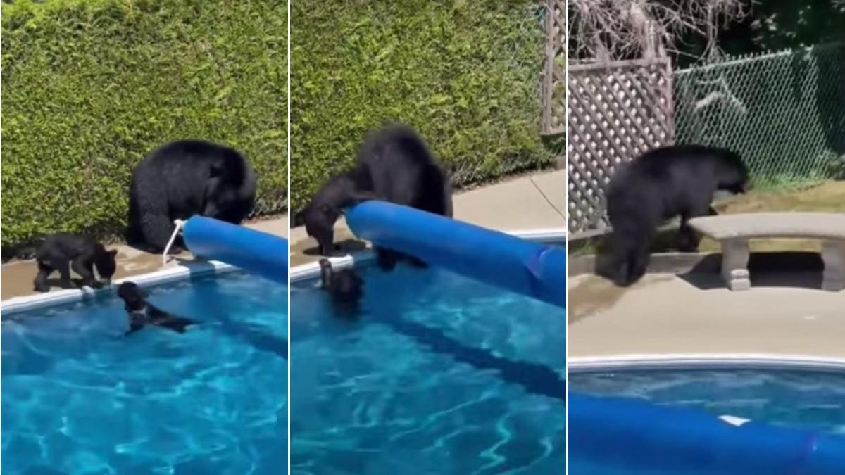 ursoaica pui piscina coquitlam canada val de canicula