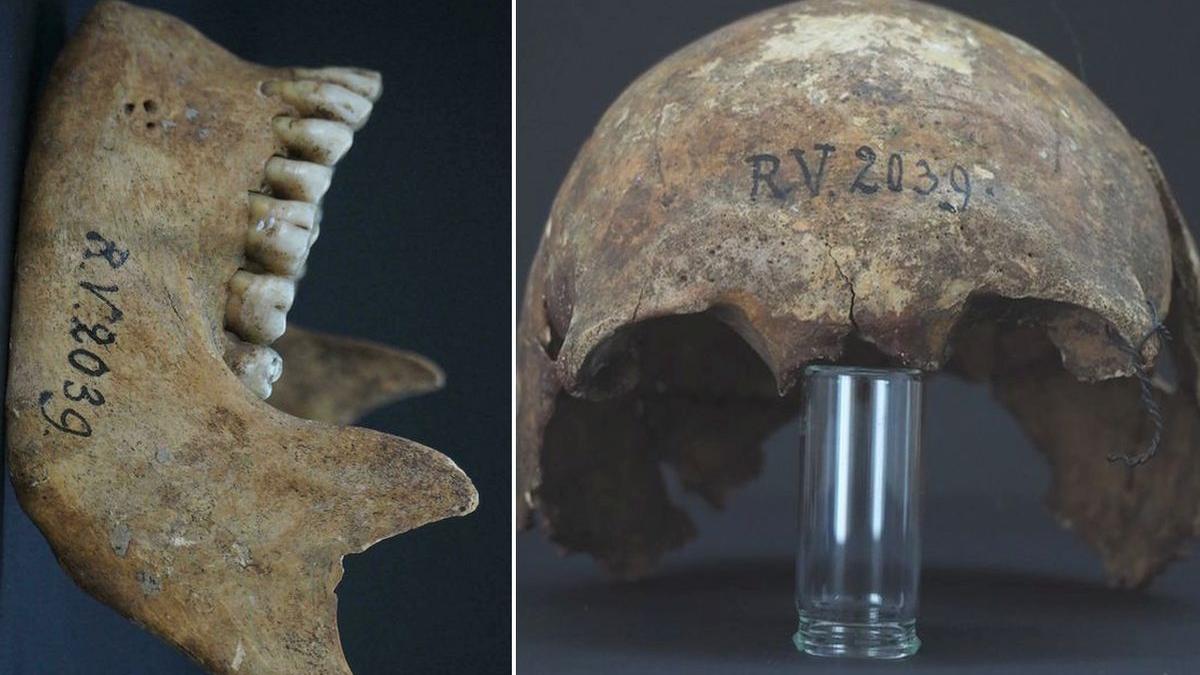 ciuma moartea neagra letona salac neolitic ben krause kyora