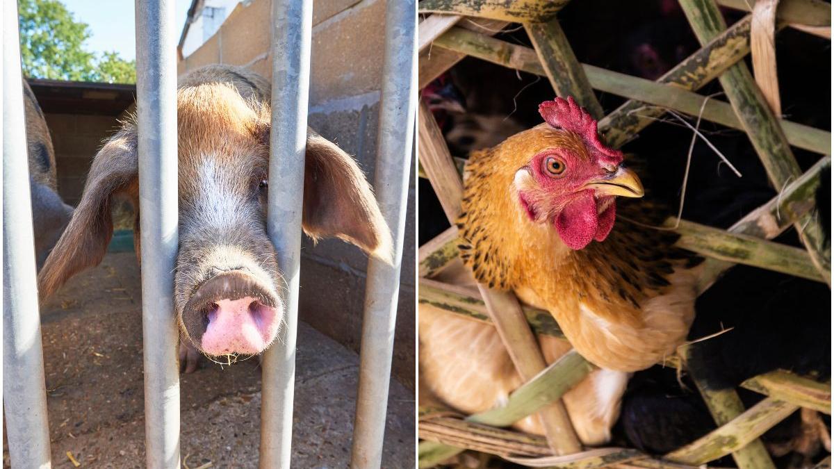 custi animale ferma propunere comisia europeana