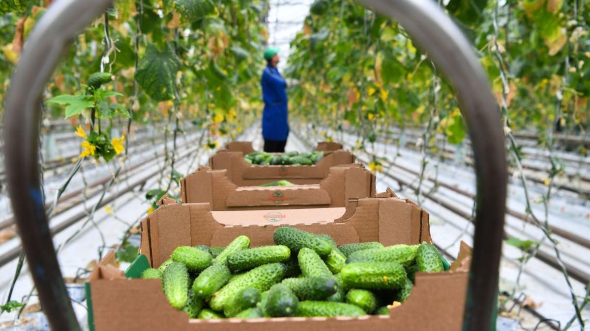 fonduri nerambursabile tineri fermieri diaspora agricultura