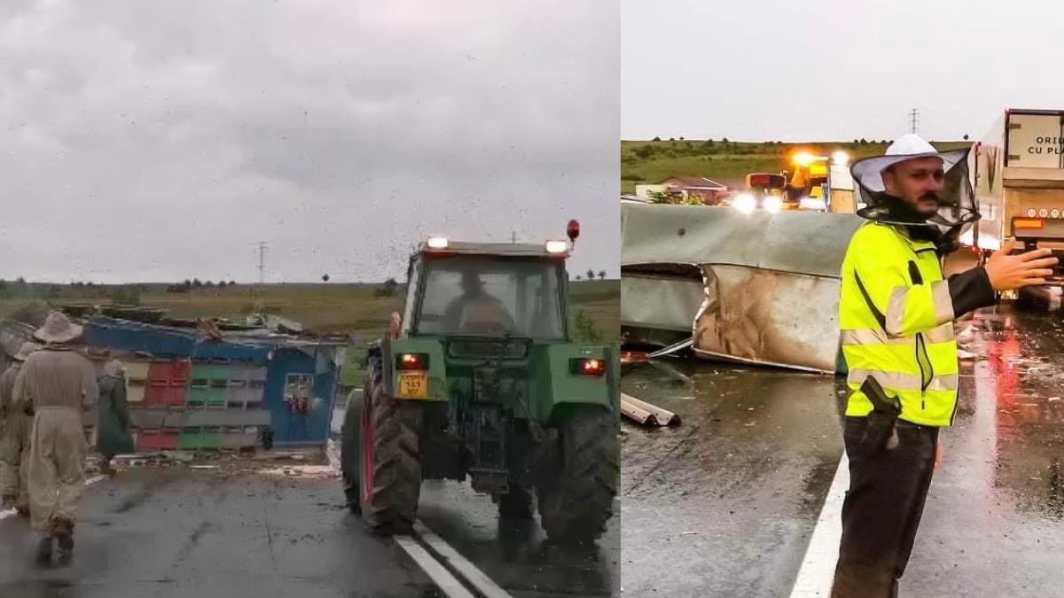 drum blocat de albine in brasov stuparie s a rasturnat pe carosabil