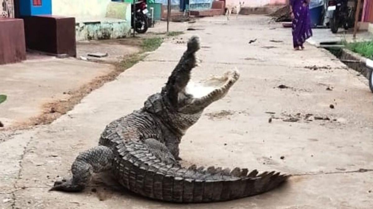 crocodil karnataka india rau