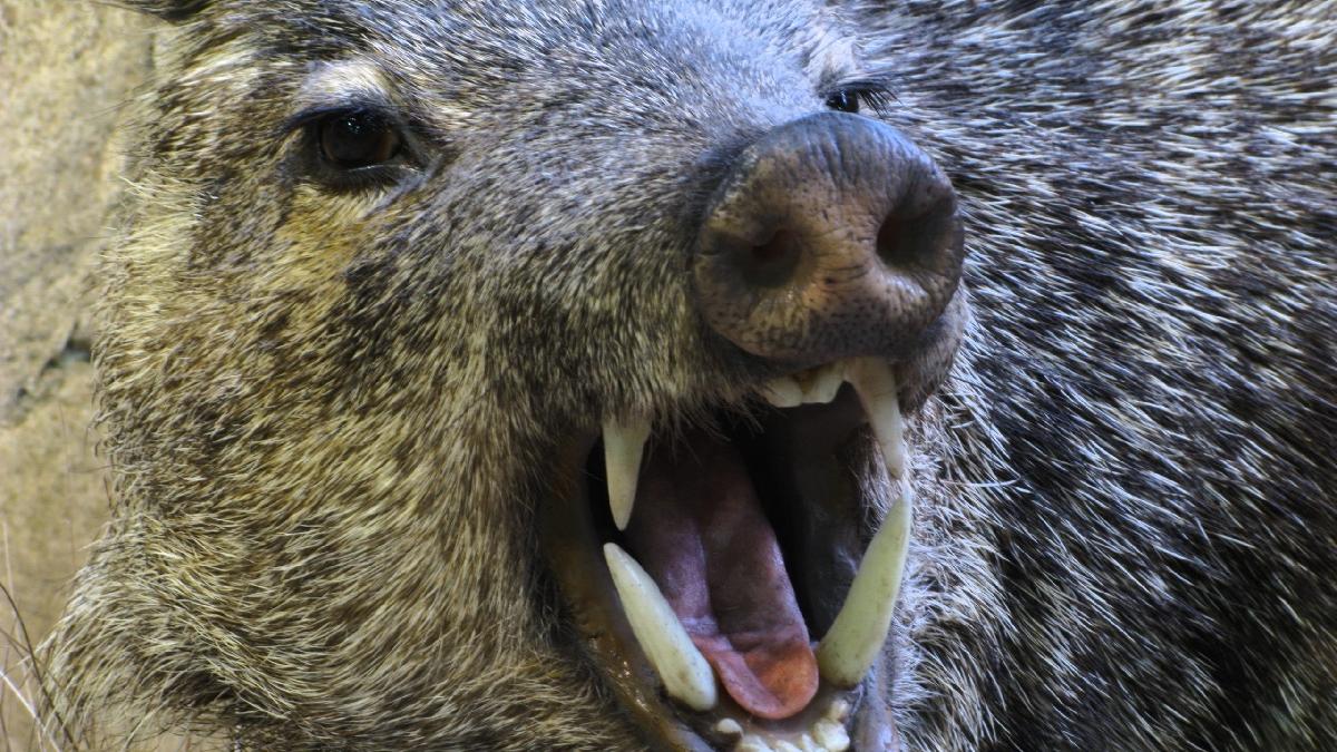 mistreti radioactivi imperechere fukushima