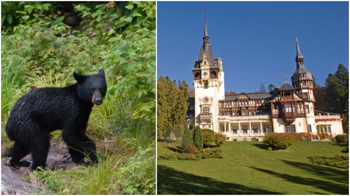 un urs a vizitat zona castelului peles din sinaia