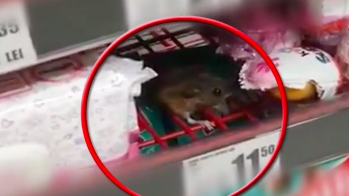 soarece filmat mananca ciocolata copii raft hypermarket cluj