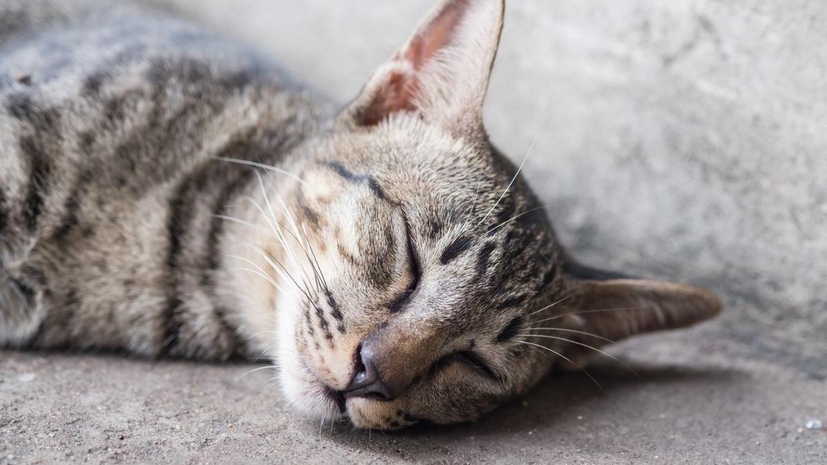 judecator cerere femeie salvare pisica daramaturi cladire florida