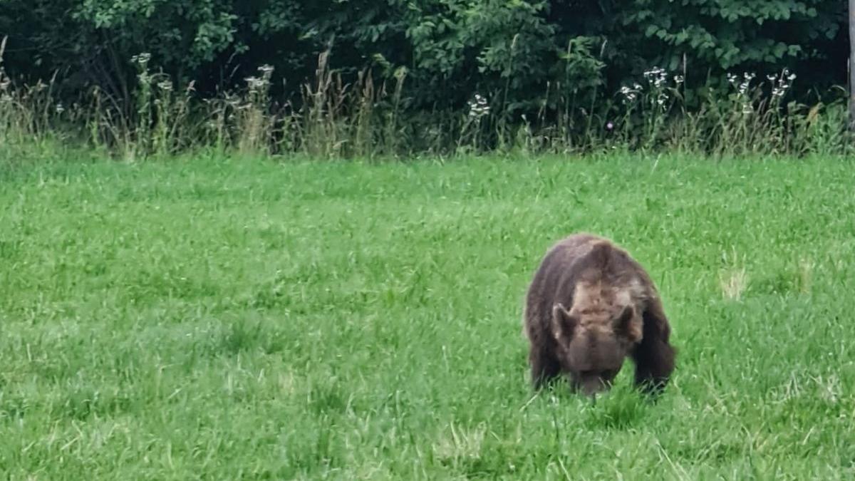 tanczos barna ministrul mediului intalnire urs bixad covasna