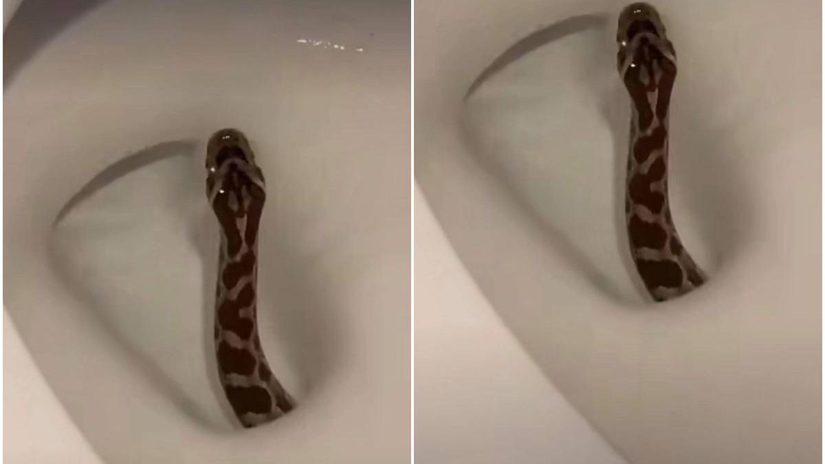 barbat muscat piton vecin toaleta