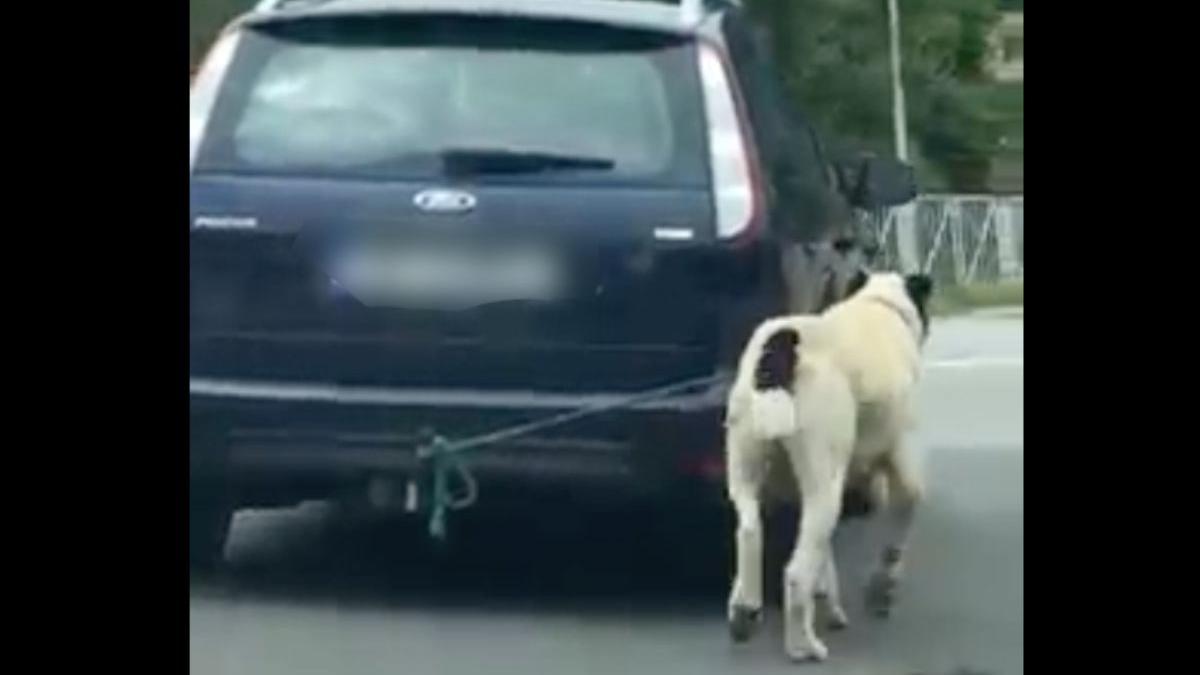 barbat rasinari condus masina caine legat carlig sanctionat suma infima