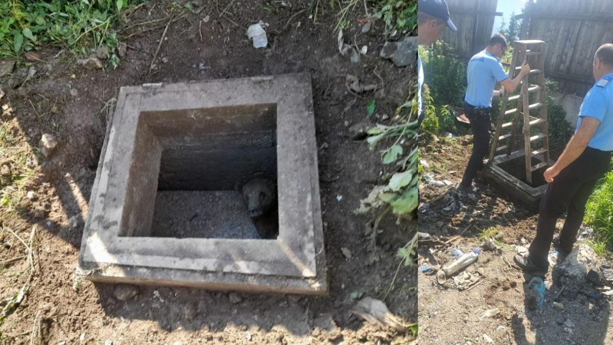 urs cazut fosa septica sinaia salvat jandarmi